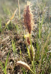Carex lyngbyei