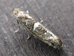 Acrolepiopsis sapporensis