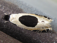 Morophaga bucephala