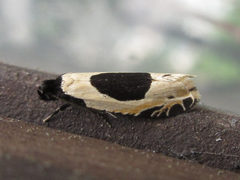 Morophaga bucephala
