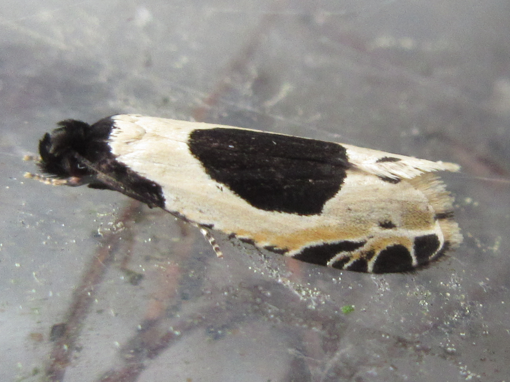 Morophaga bucephala