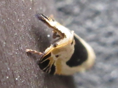 Morophaga bucephala