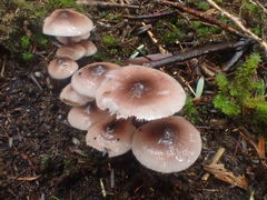 Mycena vinacea