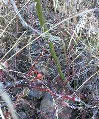 Rosa transmorrisonensis