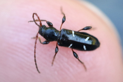 Phymatodes nitidus