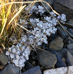 Anaphalis nepalensis