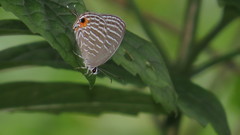 Jamides celeno aelianus