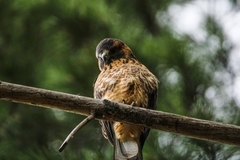 Geranoaetus polyosoma polyosoma