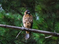 Geranoaetus polyosoma polyosoma