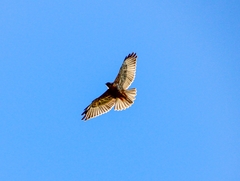 Geranoaetus polyosoma polyosoma