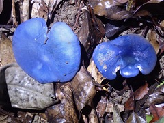 Entoloma burkilliae