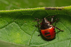 Supputius cincticeps