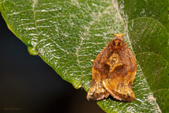 Argyrotaenia sphaleropa