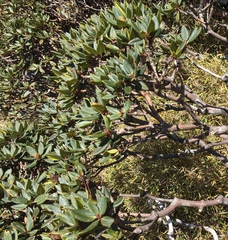 Rhododendron pseudochrysanthum
