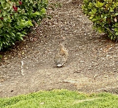 Sylvilagus audubonii