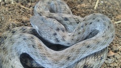 Madagascarophis colubrinus