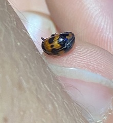 Diaperis nigronotata