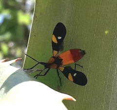 Oncopeltus spectabilis