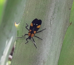 Oncopeltus spectabilis