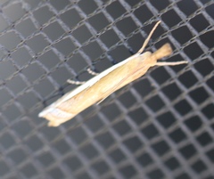 Crambus sperryellus