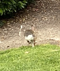 Sylvilagus audubonii