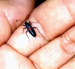 Stenomacra marginella