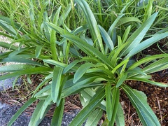 Helianthus longifolius