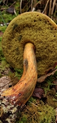 Boletus neoregius