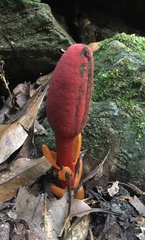 Balanophora laxiflora