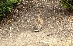 Sylvilagus audubonii