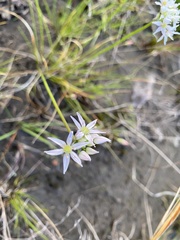 Allium speculae