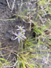 Allium speculae