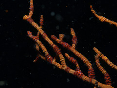 Ophiothela