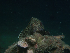 Epinephelus macrospilos