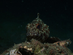 Epinephelus macrospilos