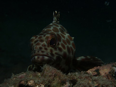 Epinephelus macrospilos