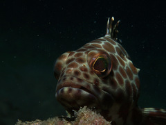 Epinephelus macrospilos