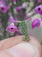 Erica passerina
