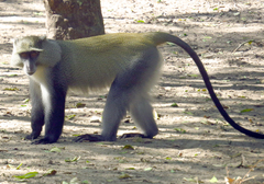 Cercopithecus mitis