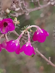 Erica passerina