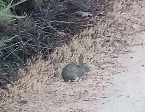 iNaturalist observation photo of Desert Cottontail