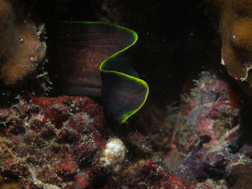 Yellowmargin Moray