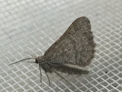 Isturgia murinaria