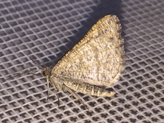 Isturgia murinaria