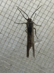 Isturgia murinaria