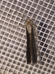 Isturgia murinaria