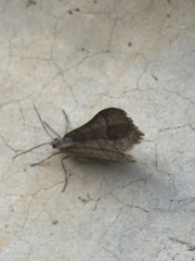 Isturgia murinaria