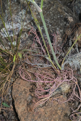 Perideridia pringlei