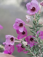 Erica passerina