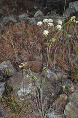 Perideridia pringlei